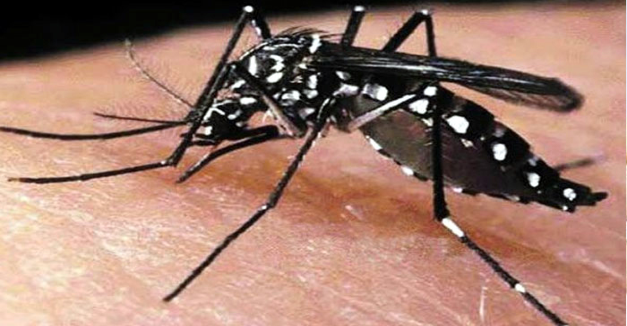 ডেঙ্গুতে মৃত্যুশূন্য দিন