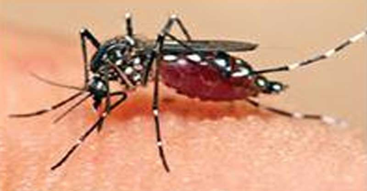 ডেঙ্গুতে মৃত্যু ১, হাসপাতালে নতুন ভর্তি ১০৮