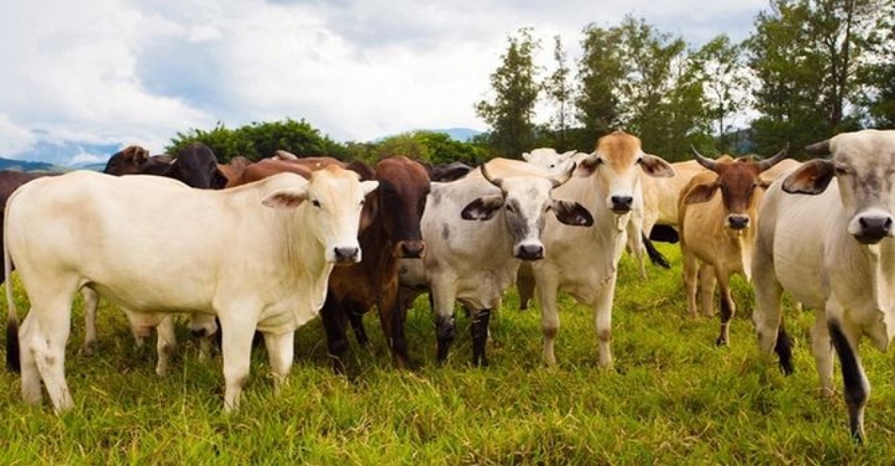 কোরবানির ঈদ সামনে রেখে ব্রা‌জিল‌কে গরু পাঠানোর অনু‌রোধ ক‌রে‌ছে বাংলা‌দেশ