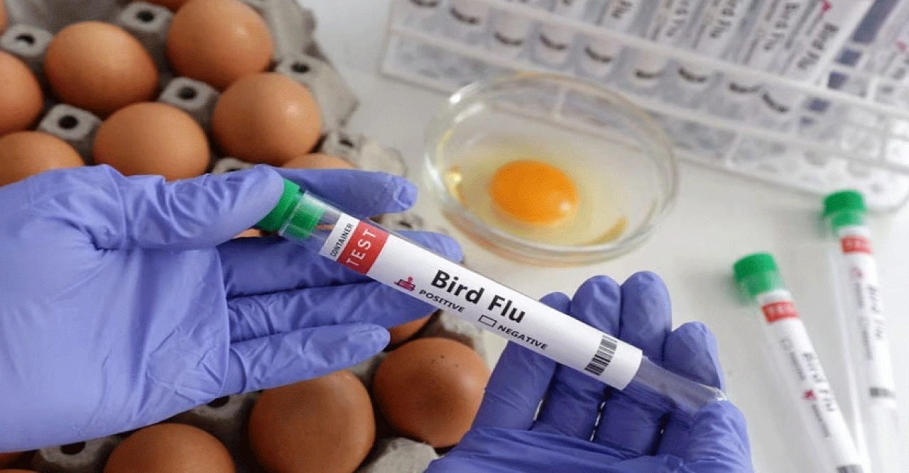 চিলিতে মানব দেহে প্রথম ‘বার্ড ফ্লু’ শনাক্ত