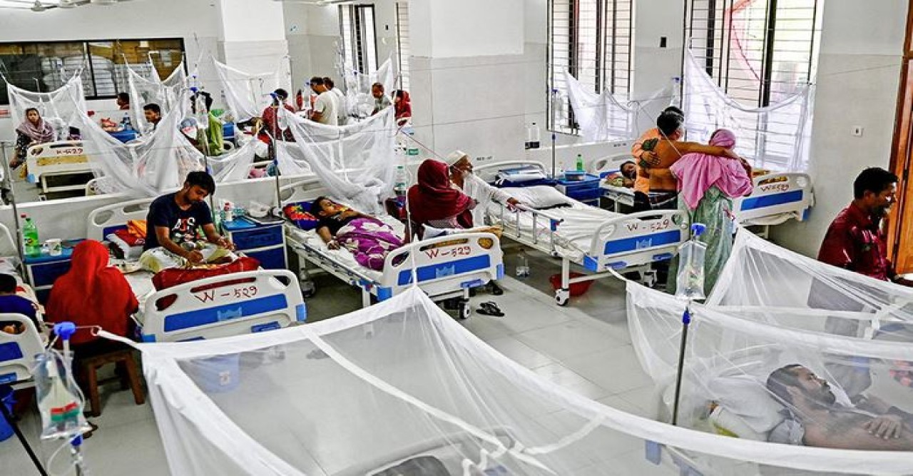 ডেঙ্গু কেড়ে নিল আরো ৮ প্রাণ