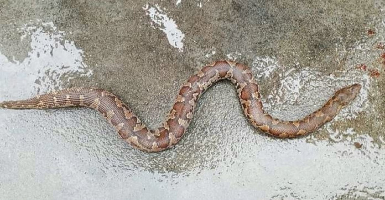 রাসেলস ভাইপার ভেবে মারা হল বিরল প্রজাতির ‘রেড স্যান্ড বোয়া’ সাপ