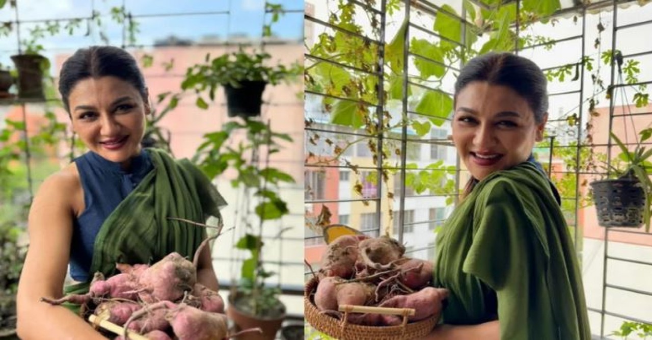 মিষ্টি আলু চাষী জয়া আহসান