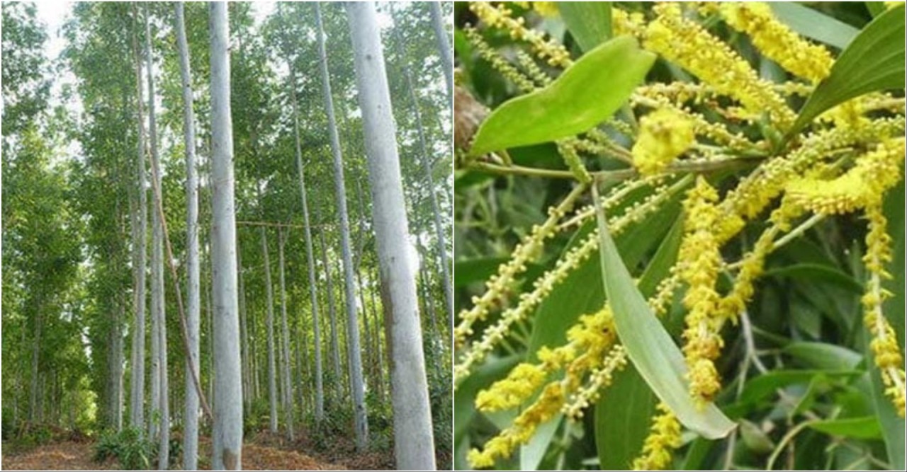 ইউক্যালিপটাস ও আকাশমণি গাছের ব্যাপারে পরিবেশ মন্ত্রণালয়ের নিষেধাজ্ঞা