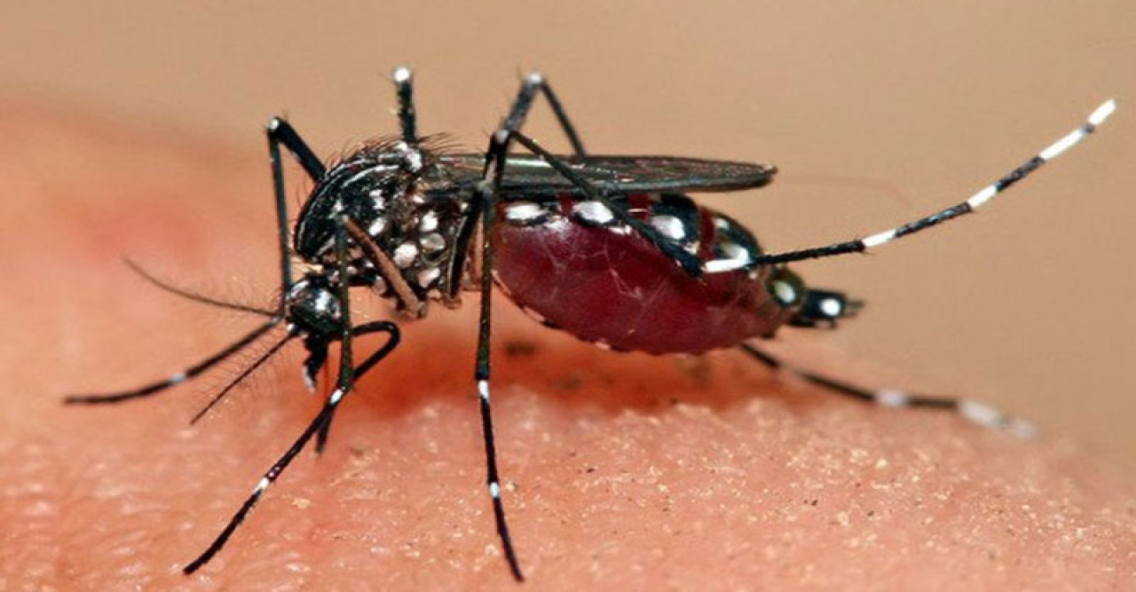 এক দিনে ডেঙ্গুতে ৭ জনের মৃত্যু