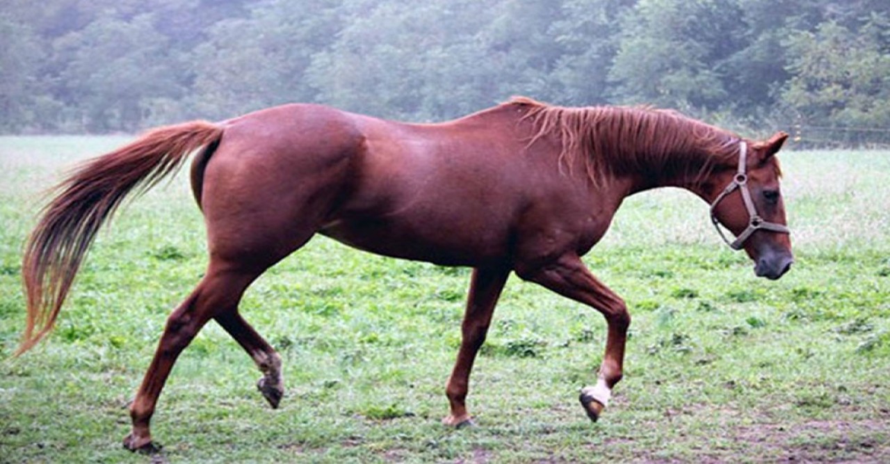 গাজীপুরে ভ্রাম্যমাণ আদালতের অভিযানে ঘোড়ার মাংস বিক্রি বন্ধ