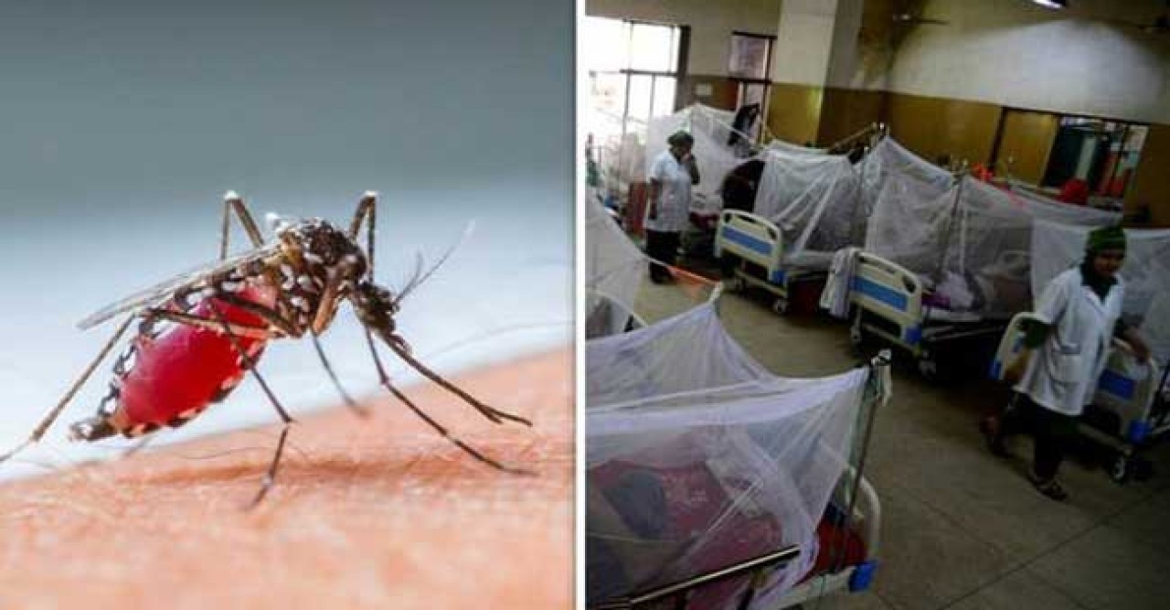 ডেঙ্গুতে মৃত্যু কমে বাড়ল আক্রান্ত