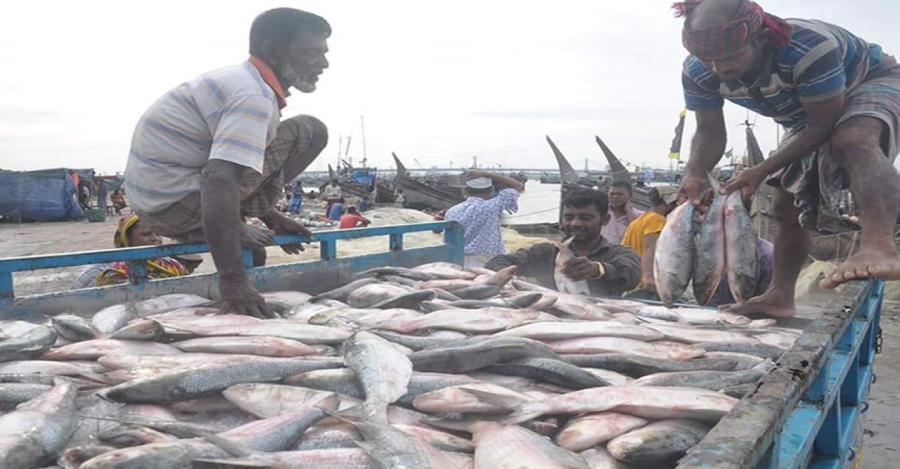 ট্রলারভর্তি ইলিশ নিয়ে ঘাটে ফিরছেন গভীর সমুদ্রের জেলেরা