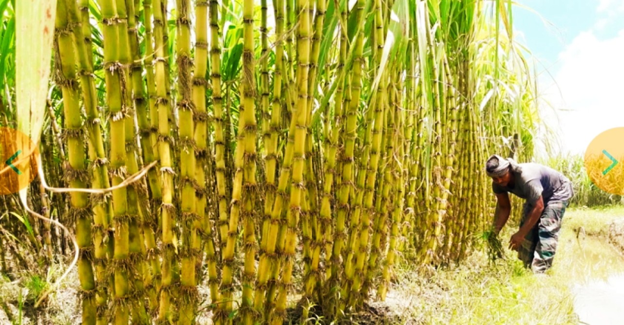 চিতলমারীতে আখ চাষে ভাগ্য বদলের স্বপ্ন দেখছেন চাষিরা