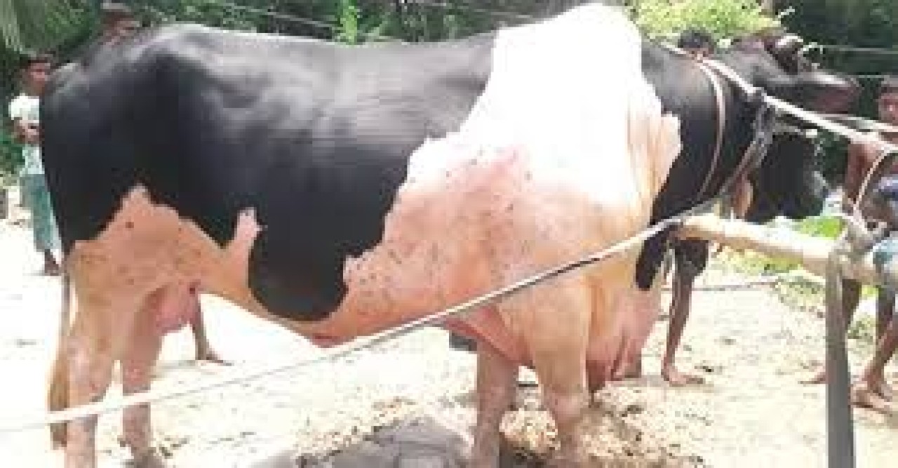 চিতলমারীর ‘রাজাবাবু'