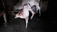 কালীগঞ্জে দুই পা-ওয়ালা বাছুরের জন্ম