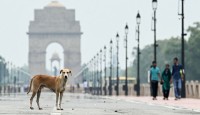 দিল্লিতে কুকুরকে প্রকাশ্যে খাবার দেওয়ায় নিষেধাজ্ঞা