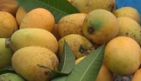 রাজশাহীর কোন আম কবে বাজারে আসবে, দেখুন ম্যাঙ্গো ক্যালেন্ডার